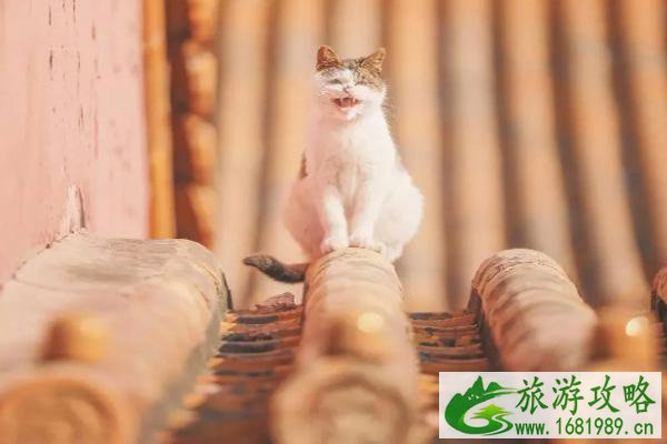 故宫的猫名字大全 故宫的猫在哪里能找到