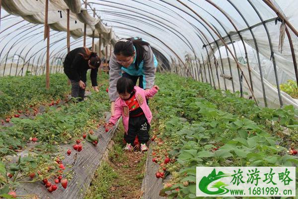 无锡十大草莓采摘基地指南