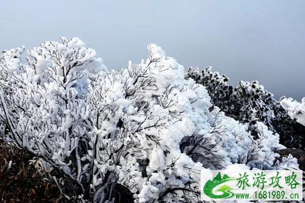 德化九仙山风景区看雾凇最佳时间