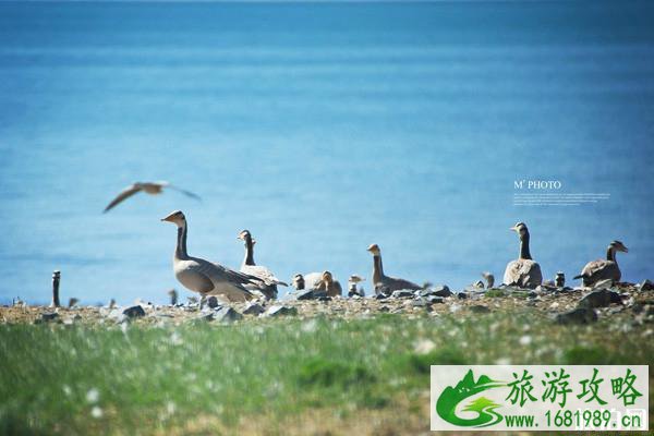 全国观鸟拍鸟最佳地点推荐 秋冬季去这些地方观鸟是不错的选择