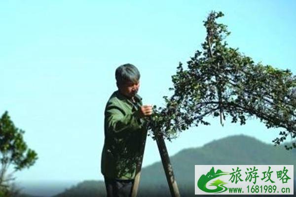 吴桔云大叔菜圃具体位置在哪