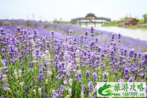 南京侯冲河岸花海11月22日临时闭园通知