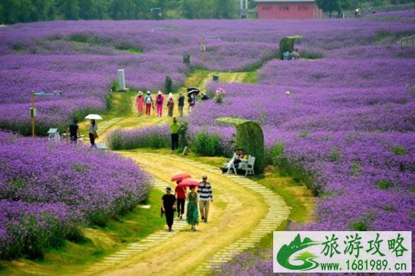 南京侯冲景区河岸花海门票价格及交通指南