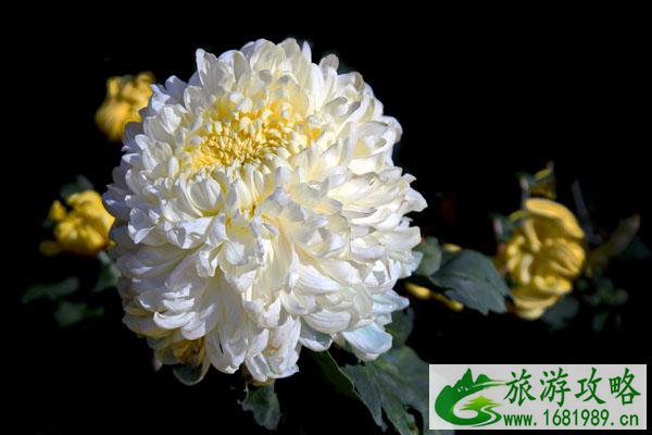 2021南通菊花展什么时候开始