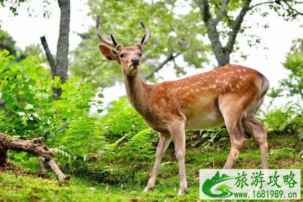 佛山西樵山影视城鹿岛公园好玩吗