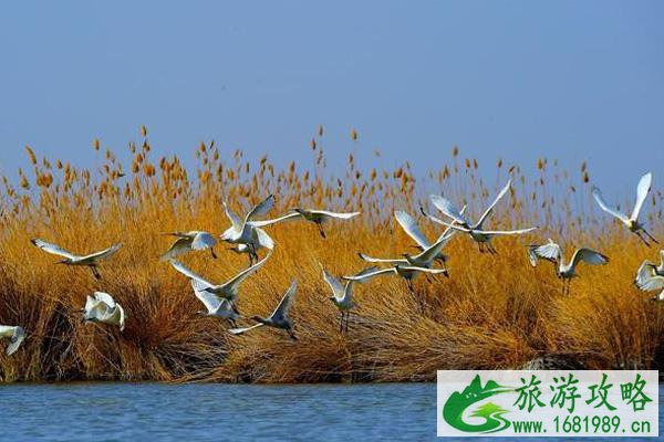 中国观鸟拍鸟最佳地点 