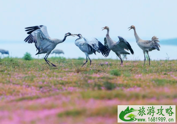 11月国内旅游的最佳地方