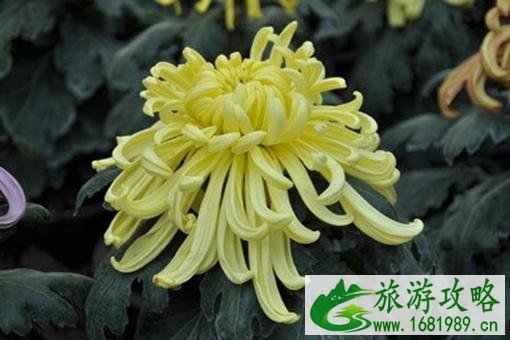 无锡秋天去哪里赏菊