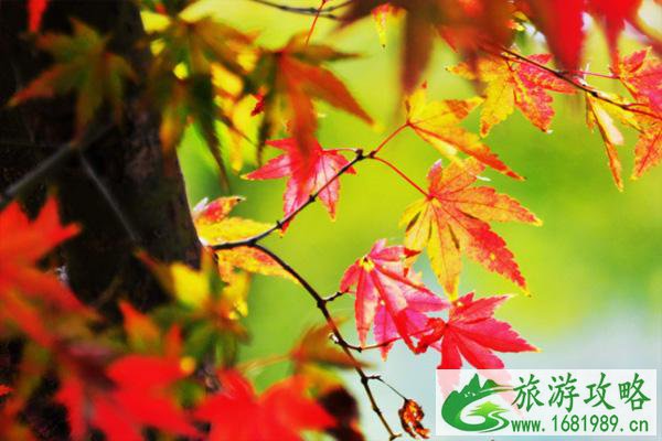 2021无锡枫叶什么时候变红 无锡赏枫叶最好的地方 2021无锡枫叶什么时候变红 无锡赏枫叶最好的地方