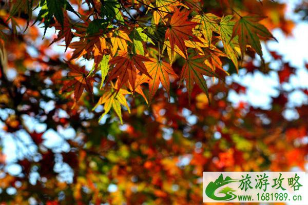 2021无锡枫叶什么时候变红 无锡赏枫叶最好的地方 2021无锡枫叶什么时候变红 无锡赏枫叶最好的地方