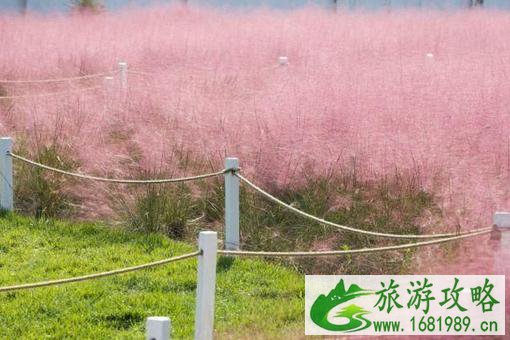 长沙粉黛子花海哪里有看