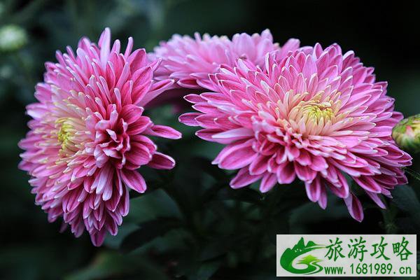 福州菊花展什么时候开始2021 附活动详情