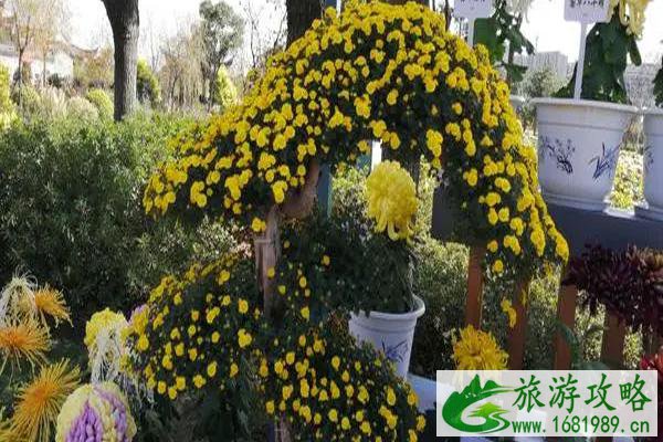 2021宁波植物园菊花展开始时间-附交通指南