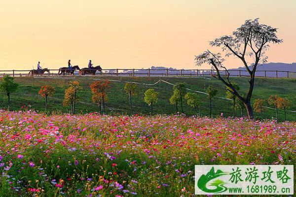 2021木兰草原格桑花什么时候开 木兰草原格桑花花期