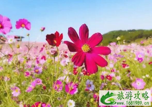 2021木兰草原格桑花什么时候开 木兰草原格桑花花期