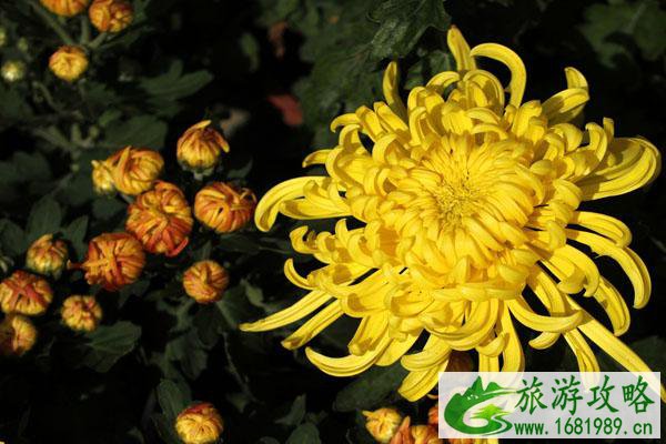 2021张家港常阴沙菊花展开始时间-游玩攻略