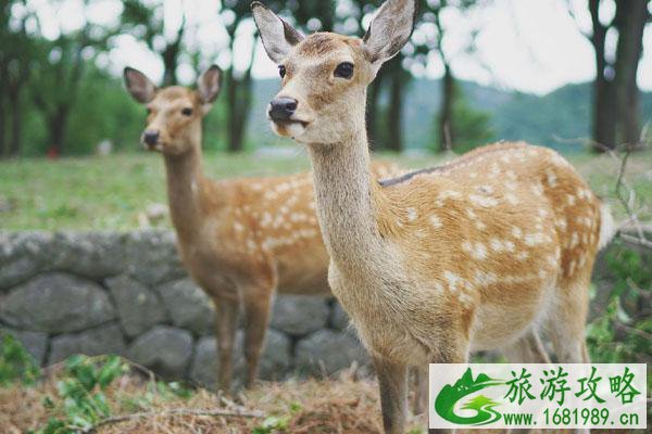 重庆南湖多彩植物园好玩景点及周边景点推荐