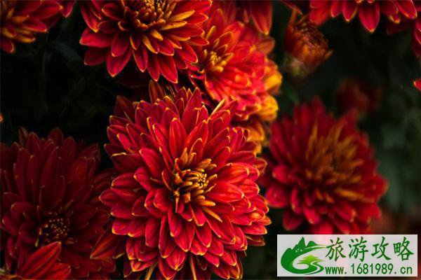 2021爱思嘉农业嘉年华菊花展时间-门票