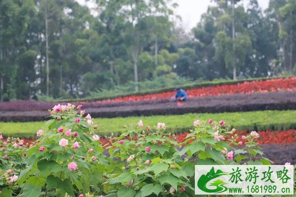 2021年天府芙蓉花节开幕时间及亮点介绍