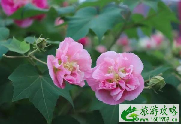 2021年天府芙蓉花节开幕时间及亮点介绍