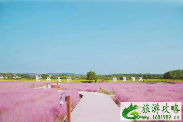 南京粉黛乱子草最佳观赏景区推荐-地址-交通 南京粉黛乱子草最佳观赏景区推荐-地址-交通