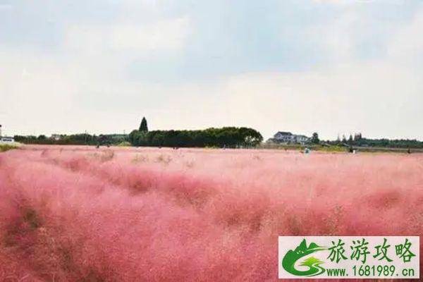 南京粉黛乱子草最佳观赏景区推荐-地址-交通 南京粉黛乱子草最佳观赏景区推荐-地址-交通