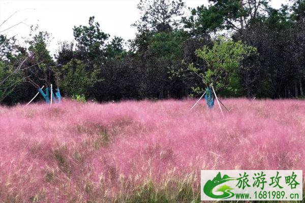南京粉黛乱子草最佳观赏景区推荐-地址-交通 南京粉黛乱子草最佳观赏景区推荐-地址-交通