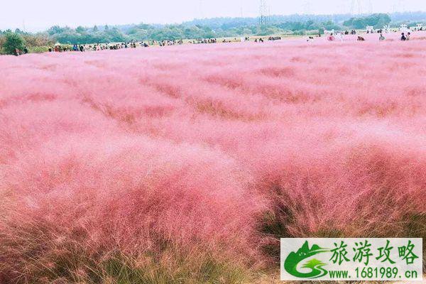 南京国庆旅游好去处 南京赏花有哪些地方