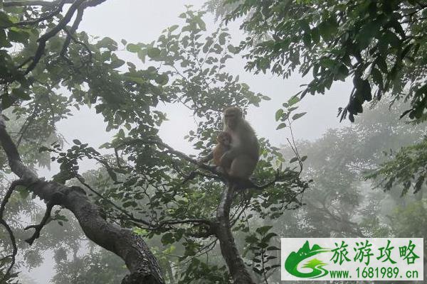 8月疫情后连云港花果山风景区恢复开放时间