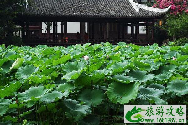 成都赏荷花去哪里最好