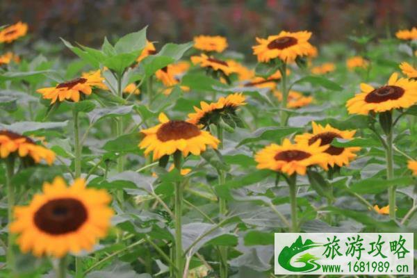 2021湖南省植物园夏之恋名花节地址