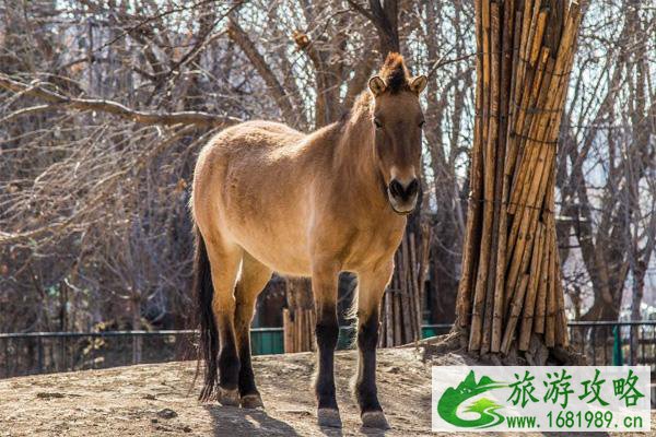 天津曙光水镇有什么动物可以观赏