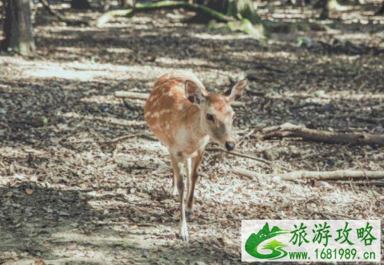 2021黄石鹿岛公园开放时间 黄石鹿岛公园介绍