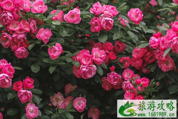 武汉夏季赏花指南(花种+花期+赏花地点)