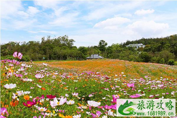 厦门波斯菊花海观赏地点