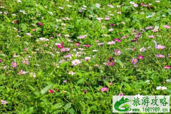 厦门波斯菊花海观赏地点