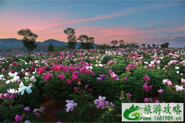 呼和浩特第十二届芍药文化旅游节时间