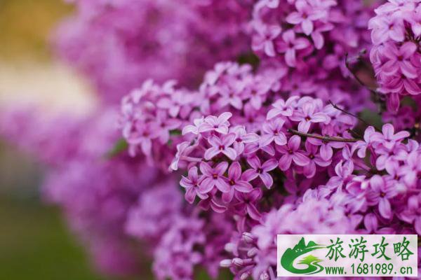 2021哈尔滨丁香花园在哪个位置什么时候开花-游玩攻略