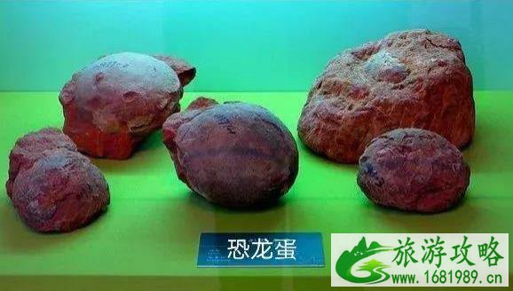 甘肃省博物馆有恐龙展厅吗