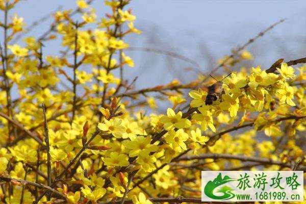 2021北京迎春花什么时候开 北京迎春花哪里最多