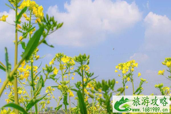 南京高淳油菜花开了吗 2021高淳油菜花节举办时间