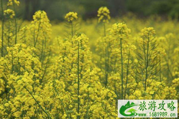 2021成都金堂油菜花节时间-地点-活动介绍