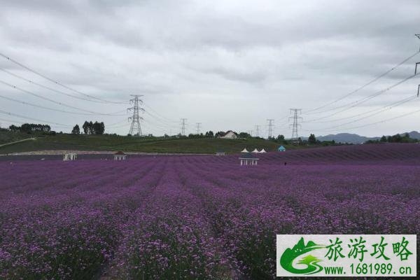 2021成都香薰山谷三八女神节免票时间 成都香薰山谷三八女神节优惠活动