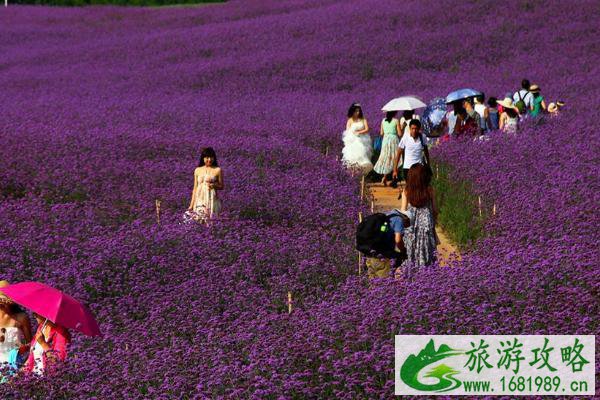 2021成都香薰山谷三八女神节免票时间 成都香薰山谷三八女神节优惠活动