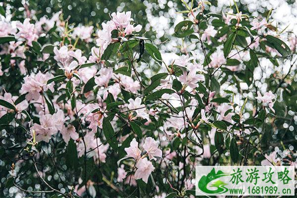 2021南宁大明山风景区山花节免门票活动