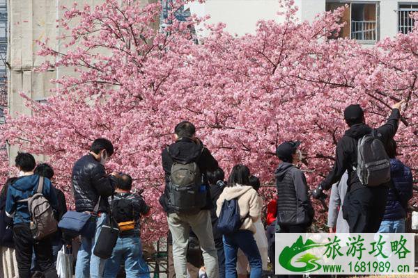 日本早樱什么时候开花 日本早樱在哪里看