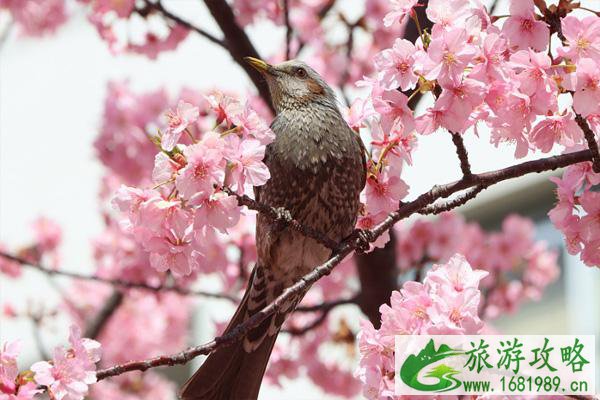 日本早樱什么时候开花 日本早樱在哪里看