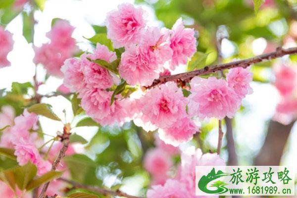 2021年深圳观澜湖樱花节花期持续到哪天