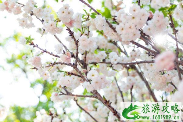 2021年深圳观澜湖樱花节花期持续到哪天