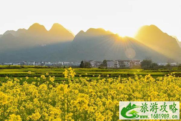 2022贵州万峰林油菜花什么时候开 附观赏指南